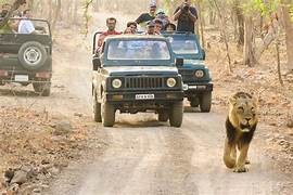 Gir Safari Tour